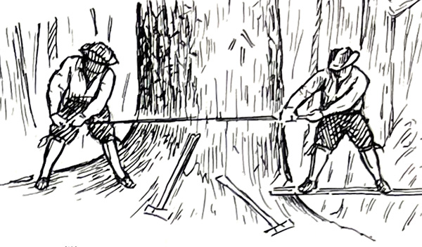Men cutting virgin timber in Maine