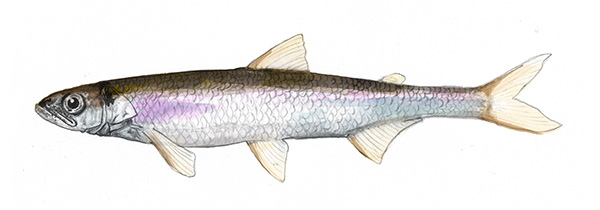 Maine Rainbow Smelt