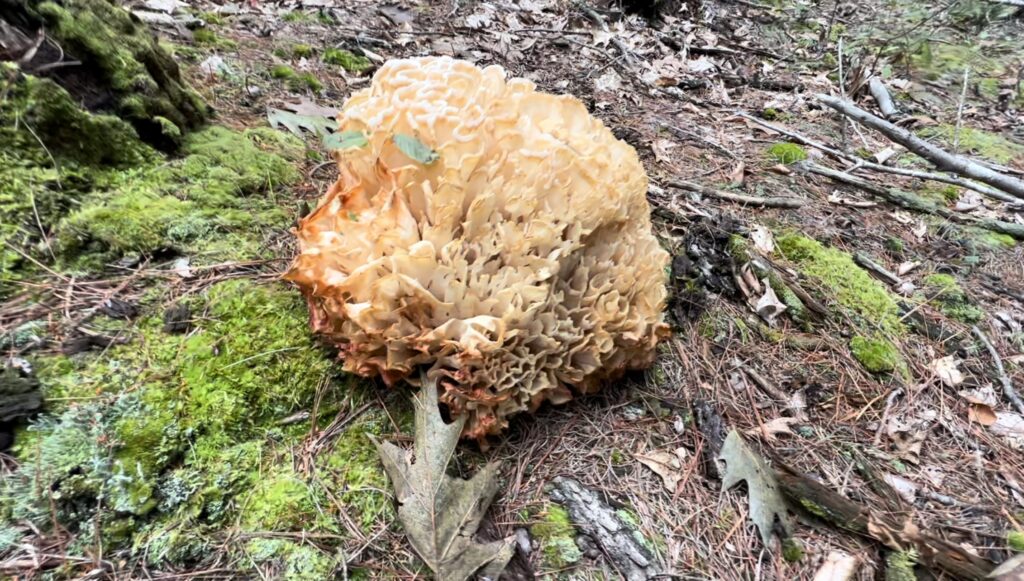 Cauliflower Mushroom